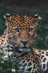 Fototapeta premium Panthera pardus melas