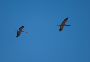Common cranes Grus grus in flight. Gallocanta Lagoon Natural Reserve. Aragon. Spain.