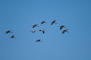 Obraz premium Common cranes Grus grus in flight. Gallocanta Lagoon Natural Reserve. Aragon. Spain.