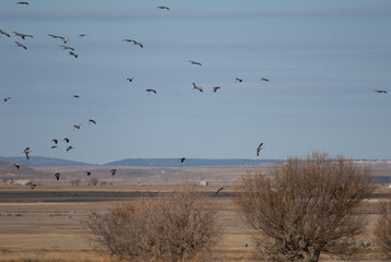 Common cranes Grus grus in flight. Gallocanta Lagoon Natural Reserve. Aragon. Spain.