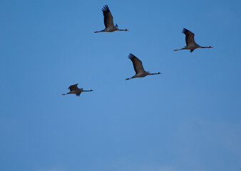 Common cranes Grus grus in flight. Gallocanta Lagoon Natural Reserve. Aragon. Spain.