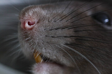 The muzzle of a decorative rat close-up. Cute pet. Macro photo of a pink nose and long mustache. Rat portrait.