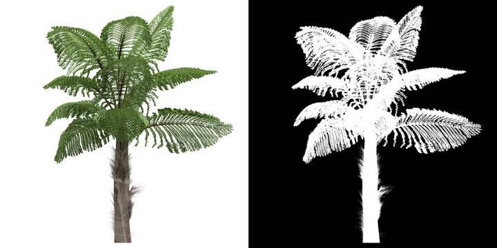 Left view of tree (Caryota Gigas) png with alpha channel to cutout 3D rendering. For forest and nature compositing.	