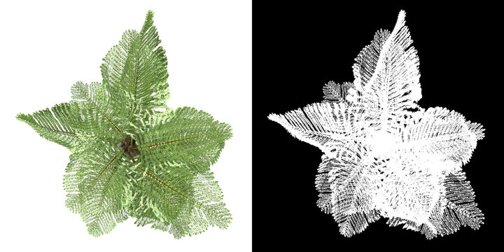 Top view of tree (Caryota Gigas) png with alpha channel to cutout 3D rendering. For forest and nature compositing.	