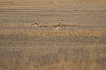 Eurasian curlews Numenius arquata in a meadow. Gallocanta Lagoon Natural Reserve. Aragon. Spain.