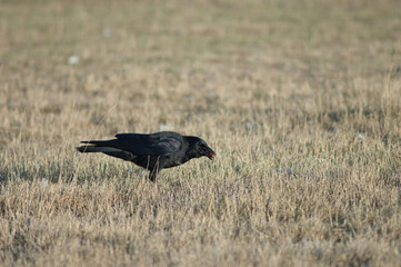 Carrion crow Corvus corone collecting acorns. Gallocanta Lagoon Natural Reserve. Aragon. Spain.