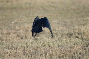 Carrion crow Corvus corone taking flight. Gallocanta Lagoon Natural Reserve. Aragon. Spain.