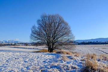 winter single tree in snowy field with blue sky