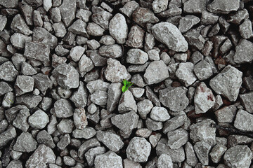 stone wall texture plant through the stones