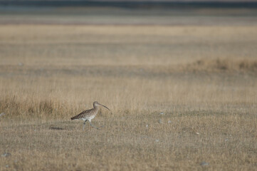 Eurasian curlew Numenius arquata. Gallocanta Lagoon Natural Reserve. Aragon. Spain.