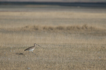 Eurasian curlew Numenius arquata. Gallocanta Lagoon Natural Reserve. Aragon. Spain.