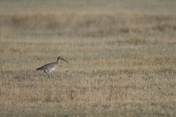 Eurasian curlew Numenius arquata. Gallocanta Lagoon Natural Reserve. Aragon. Spain.