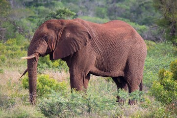 Elephant standing in grass side on
