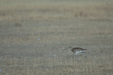 Eurasian curlew Numenius arquata. Gallocanta Lagoon Natural Reserve. Aragon. Spain.