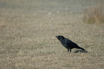 Carrion crow Corvus corone with corn grains in its beak. Gallocanta Lagoon Natural Reserve. Aragon. Spain.