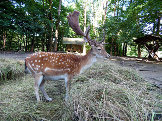 white tailed deer