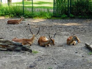 deer in the zoo © Kamila