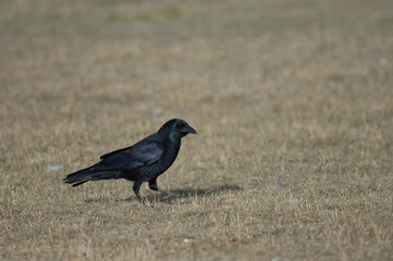 Carrion crow Corvus corone. Gallocanta Lagoon Natural Reserve. Aragon. Spain.
