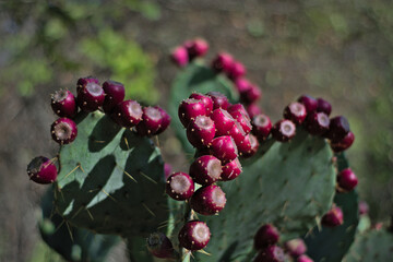 Fruiting prickly pear cactus close up of purple fruits with out of focus background foreground in Texas desert.