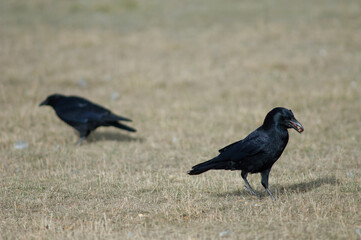 Carrion crow Corvus corone with acorns in its beak. Gallocanta Lagoon Natural Reserve. Aragon. Spain.