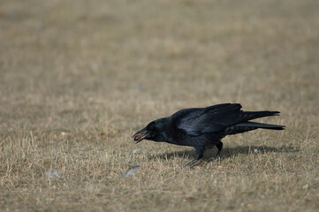 Carrion crow Corvus corone in a meadow.
