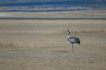 Common crane Grus grus with only one leg. Gallocanta Lagoon Natural Reserve. Aragon. Spain.