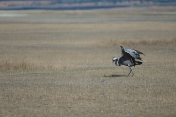 Common crane Grus grus limping without part of one leg. Gallocanta Lagoon Natural Reserve. Aragon. Spain.