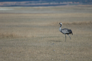 Common crane Grus grus without part of one leg. Gallocanta Lagoon Natural Reserve. Aragon. Spain.