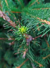 young green shoots of spruce