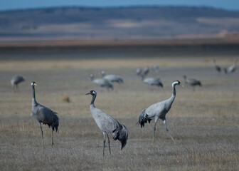 Common cranes Grus grus. Gallocanta Lagoon Natural Reserve. Aragon. Spain.