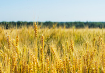 Wheat field with ripe ears, close-up.