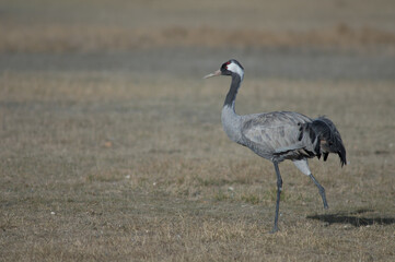 Common crane Grus grus without a leg. Gallocanta Lagoon Natural Reserve. Aragon. Spain.
