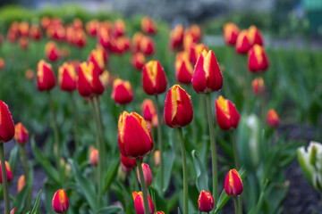 Nice color tulip flowers after the spring rain nature flora