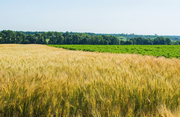 Two fields are yellow and green.