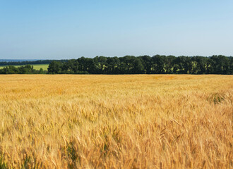 Wheat field on a background of trees, selective focus.