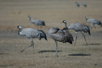 Obraz premium Common cranes Grus grus. Young preening to the right. Gallocanta Lagoon Natural Reserve. Aragon. Spain.