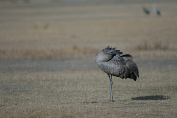 Young common crane Grus grus preening. Gallocanta Lagoon Natural Reserve. Aragon. Spain.