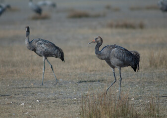 Young common cranes Grus grus. Gallocanta Lagoon Natural Reserve. Aragon. Spain.