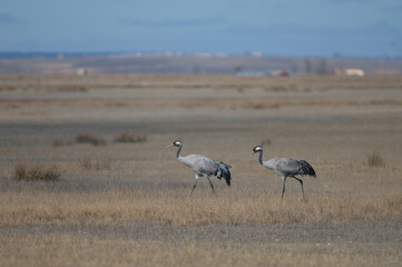 Obraz na płótnie Canvas Common cranes Grus grus. Gallocanta Lagoon Natural Reserve. Aragon. Spain.