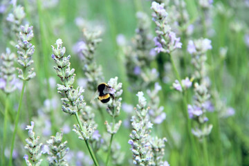 Bumblebee collecting nectar on lavender flowers in summer field