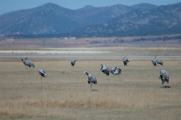 Fototapeta na wymiar Common cranes Grus grus preening. Gallocanta Lagoon Natural Reserve. Aragon. Spain.