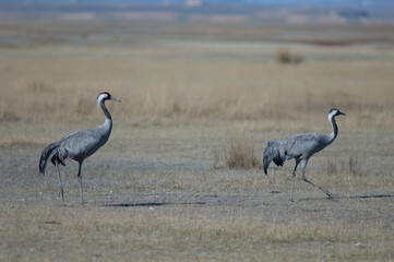 Common cranes Grus grus. Gallocanta Lagoon Natural Reserve. Aragon. Spain.