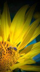 Kwiat Słoneczniku i Pszczoła w Pyłku Kwiatowym