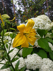 yellow flowers in the garden