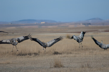 Common cranes Grus grus landing. Gallocanta Lagoon Natural Reserve. Aragon. Spain.