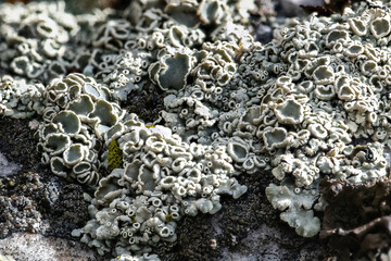 Rimmed Navel Lichen (Rhizoplaca melanophthalma)
