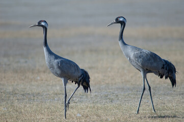 Common cranes Grus grus. Gallocanta Lagoon Natural Reserve. Aragon. Spain.