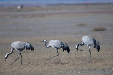 Common cranes Grus grus. Gallocanta Lagoon Natural Reserve. Aragon. Spain.