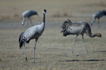 Common cranes Grus grus. Gallocanta Lagoon Natural Reserve. Aragon. Spain.