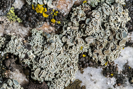 Rimmed Navel Lichen (Rhizoplaca melanophthalma)